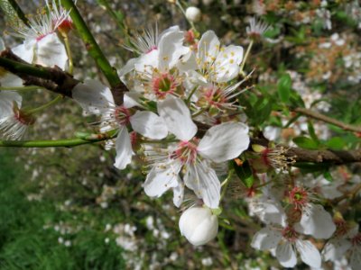 20140323Prunus_cerasifera_Reilingen