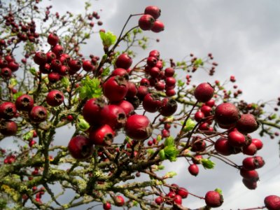 20140323Crataegus_monogyna2