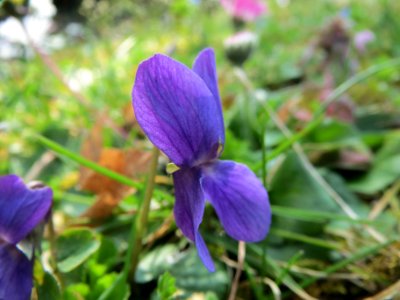 20140317Viola_odorata