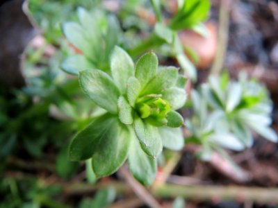20140317Galium_mollugo1