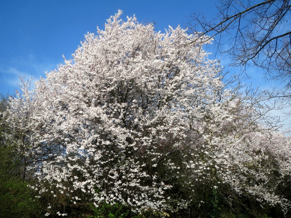 20140317Prunus_cerasifera_Hockenheim1