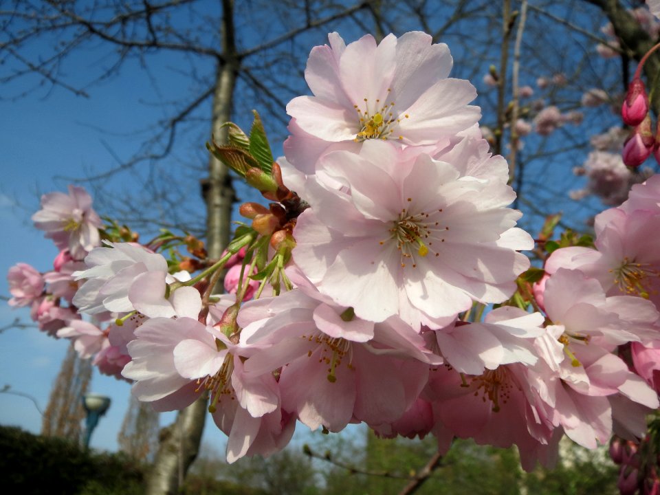 20140317Prunus_serrulata1