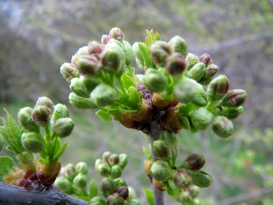20140318Prunus_avium6