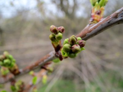 20140318Prunus_avium4