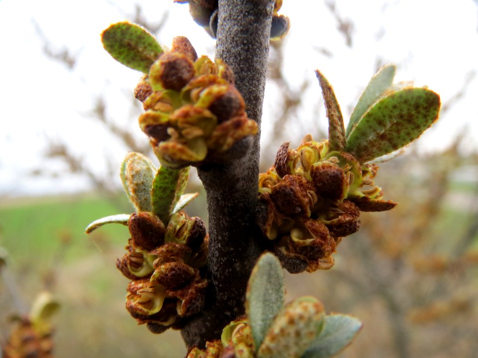 20140318Hippophae_rhamnoides3