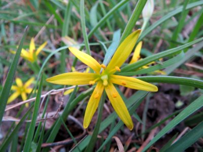 20140318Gagea_villosa2