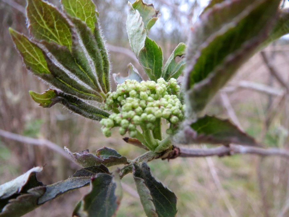 20140318Sambucus_nigra2