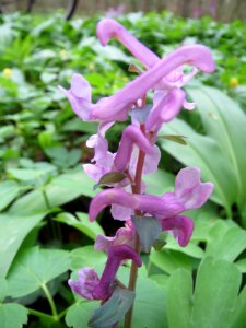 20140322Corydalis_cava