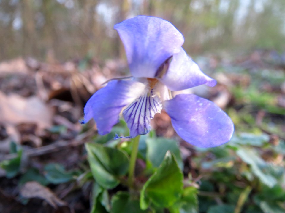 20140319Viola_reichenbachiana