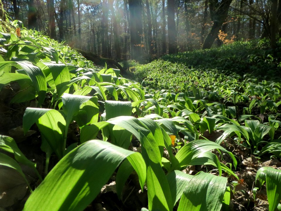20140320Allium_ursinum1