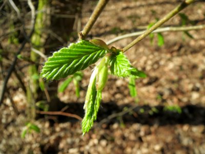 20140320Carpinus_betulus04