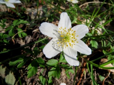 20140320Anemone_nemorosa1