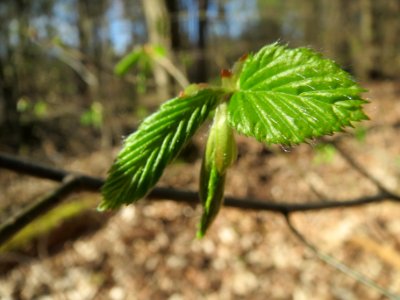 20140320Carpinus_betulus05