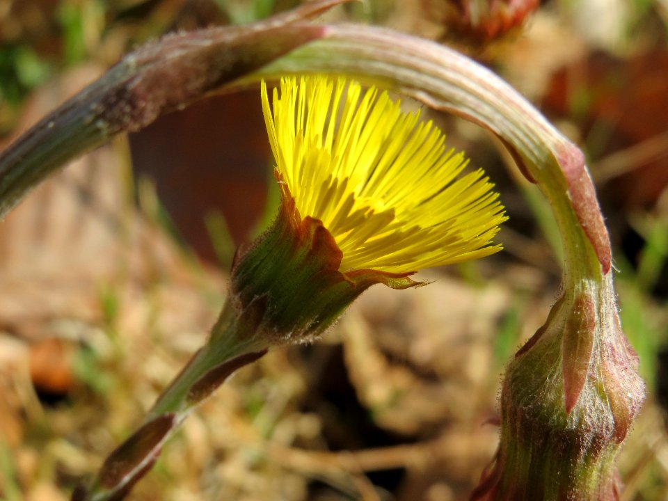 20140319Tussilago_farfara5