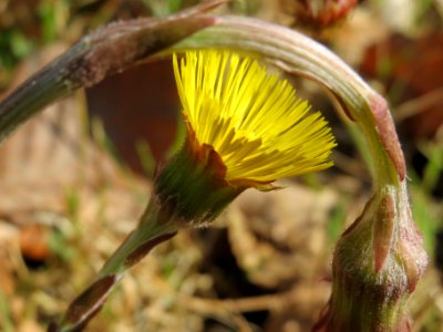 20140319Tussilago_farfara5