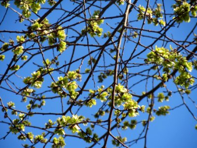 20140320Ulme_Hockenheim