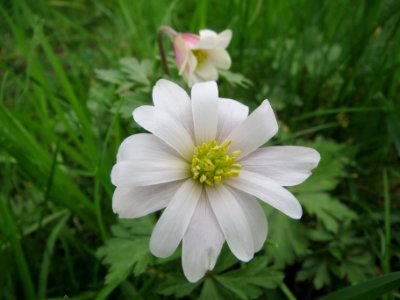 20140318Anemone_nemorosa2