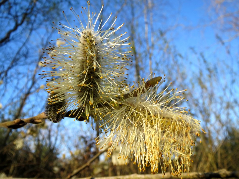20140320Salix_caprea