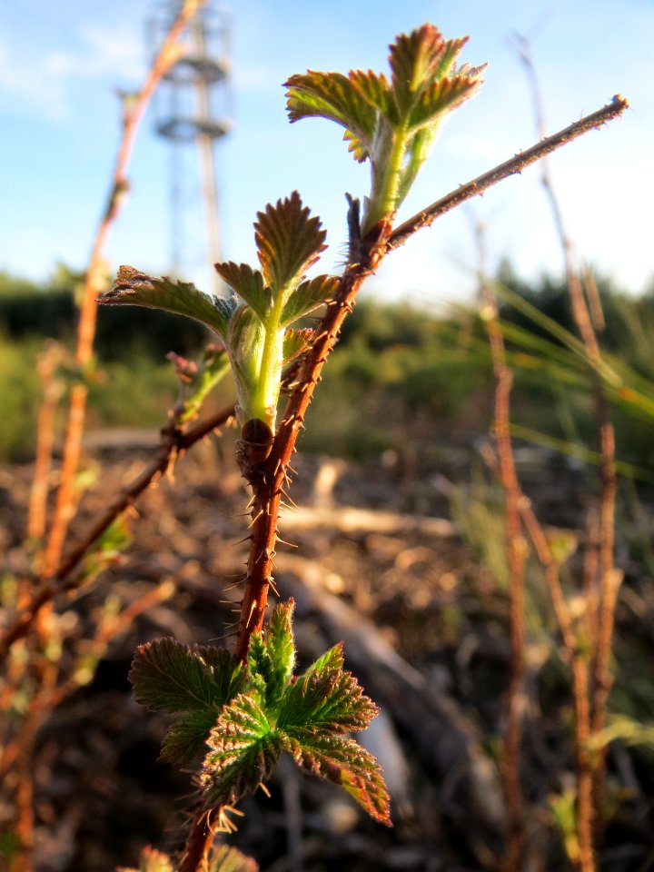20140320Rubus1