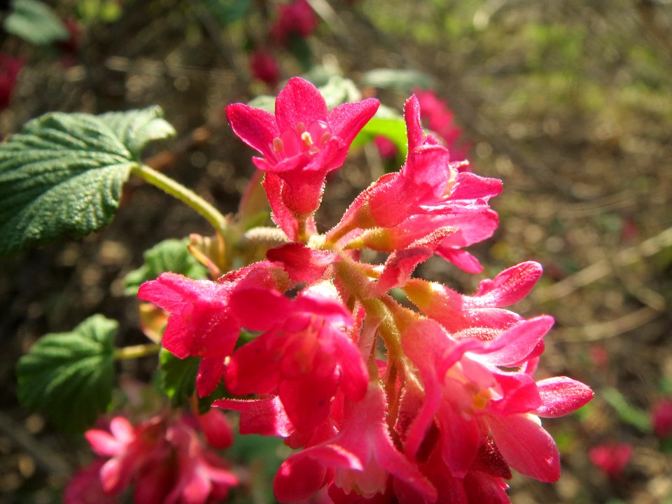 20140317Ribes_sanguineum4