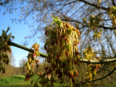 20140320Acer_negundo2
