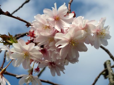 20140317Prunus_serrulata9