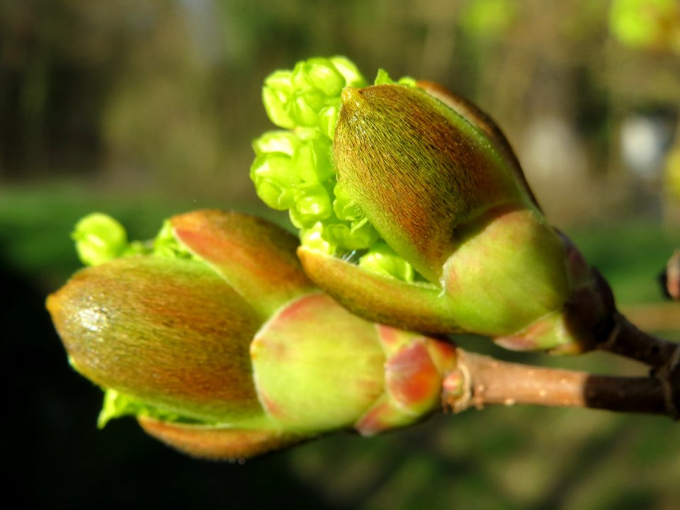 20140320Acer_platanoides5