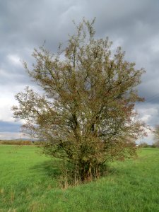 20140323Crataegus_monogyna1