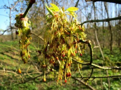 20140320Acer_negundo3