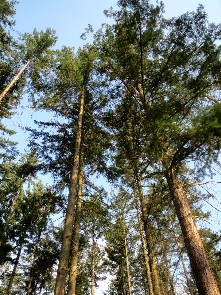 20140321Pseudotsuga_menziesii