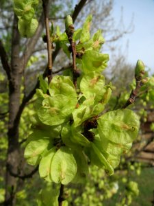 20140323Ulmus_minor_Neulussheim10