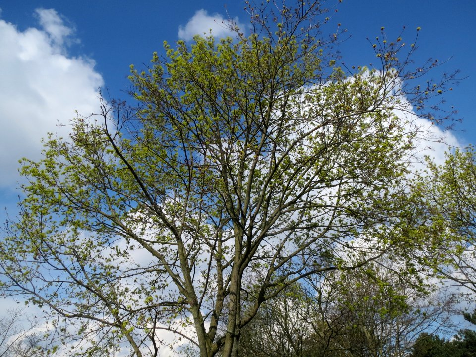 20140324Acer_platanoides2