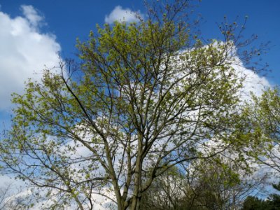 20140324Acer_platanoides2