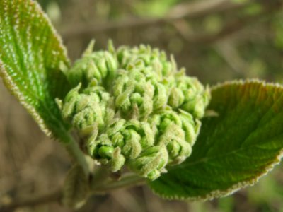 20140323Viburnum_lantana3
