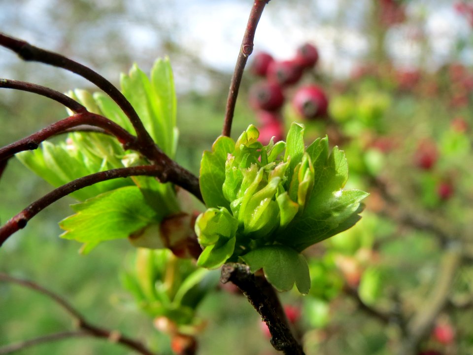 20140323Crataegus_monogyna3
