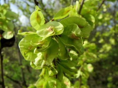 20140323Ulmus_minor_Neulussheim01