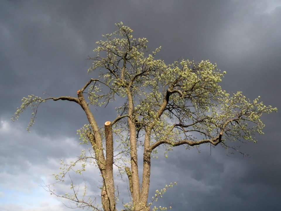 20140323Birne_Reilingen07