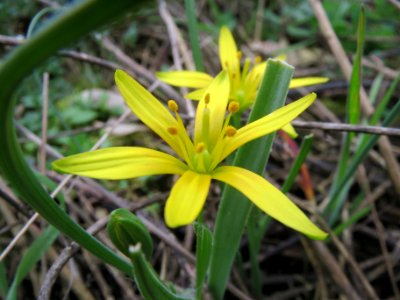 20140318Gagea_villosa4