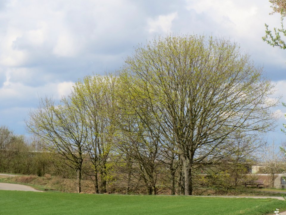 20140323Acer_platanoides_Reilingen3