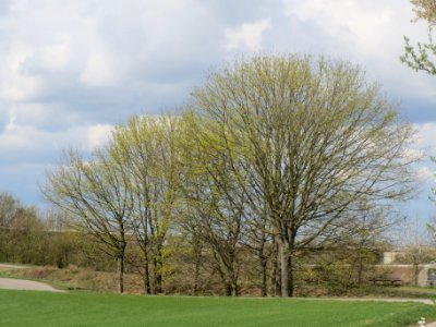 20140323Acer_platanoides_Reilingen3
