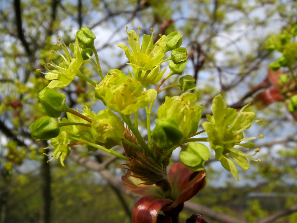 20140323Acer_platanoides_Reilingen2