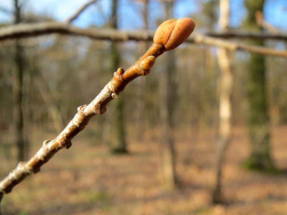 20140324Castanea_sativa1