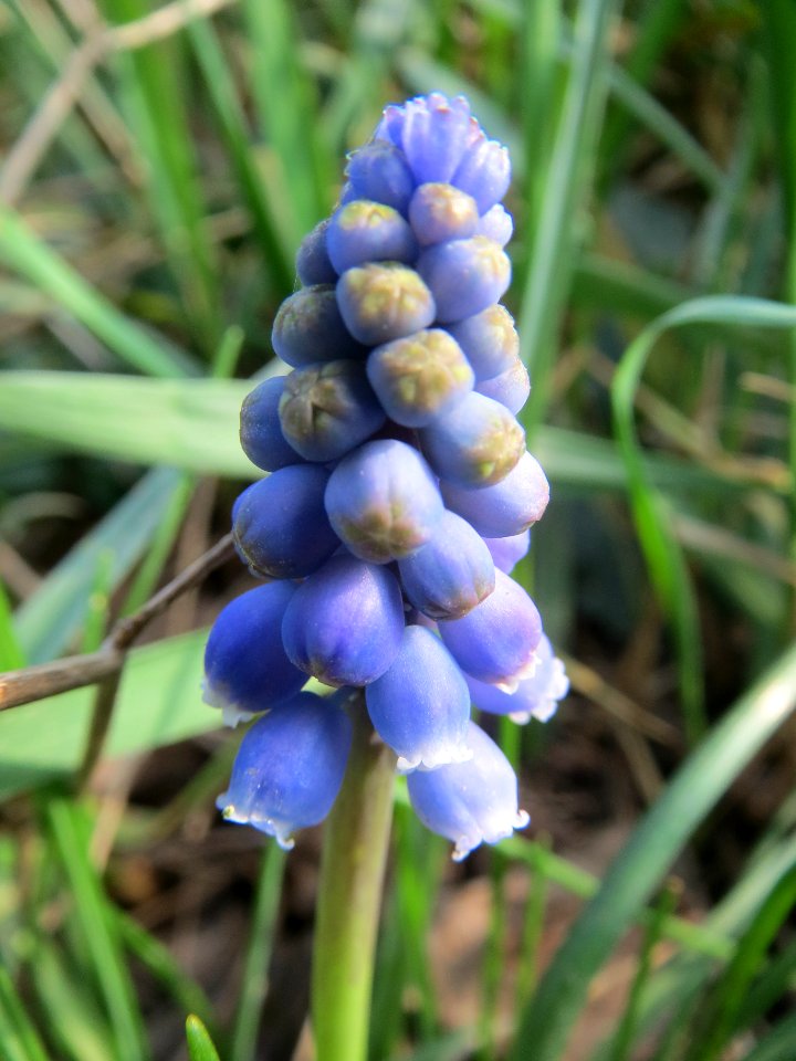 20140317Muscari_armeniacum