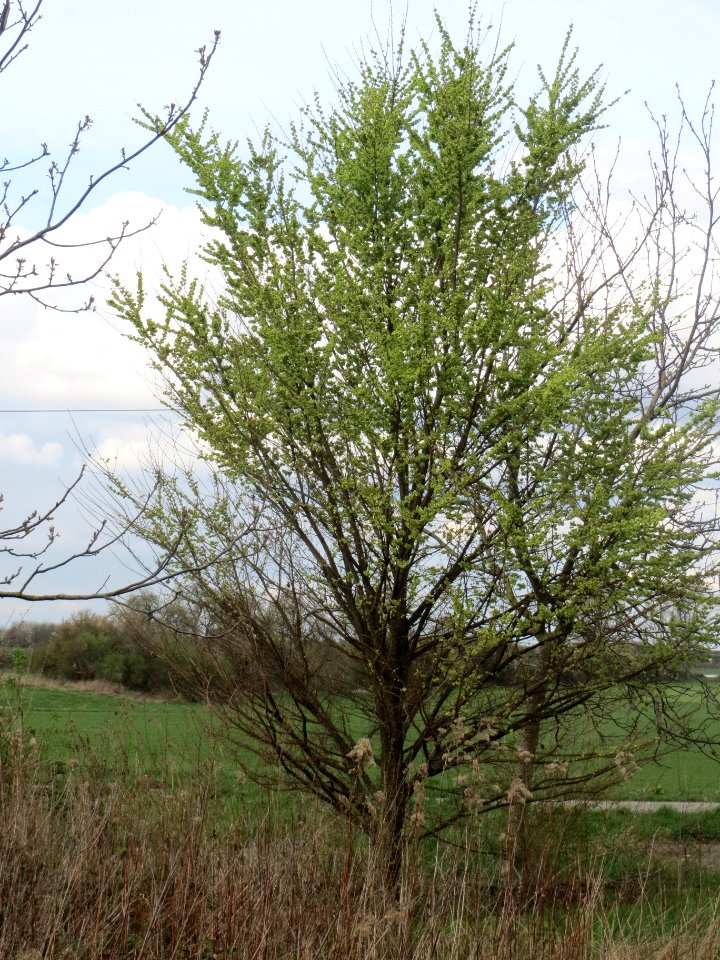 20140323Ulmus_minor_Reilingen8