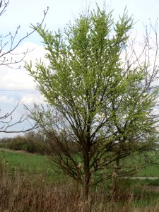 20140323Ulmus_minor_Reilingen8
