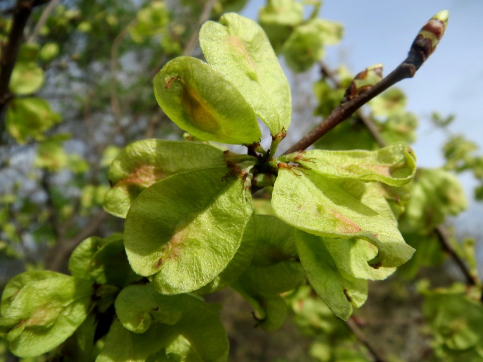 20140323Ulmus_minor_Neulussheim08