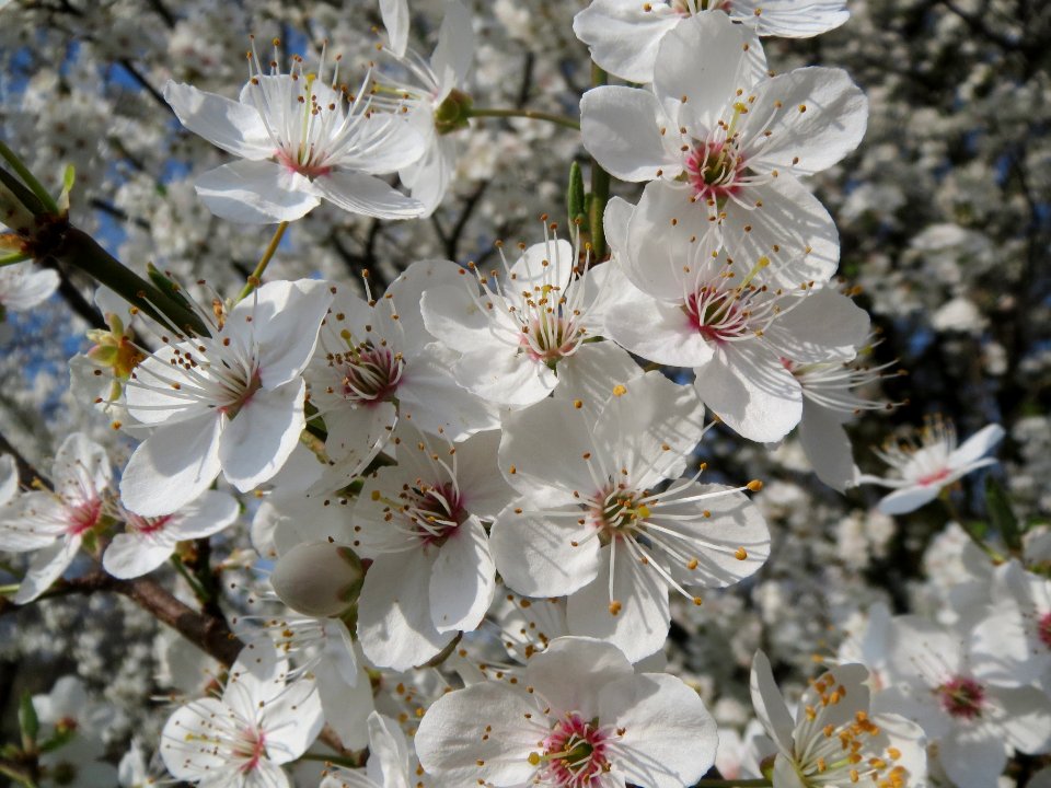 20140317Prunus_cerasifera_Hockenheimer_Rheinbogen7