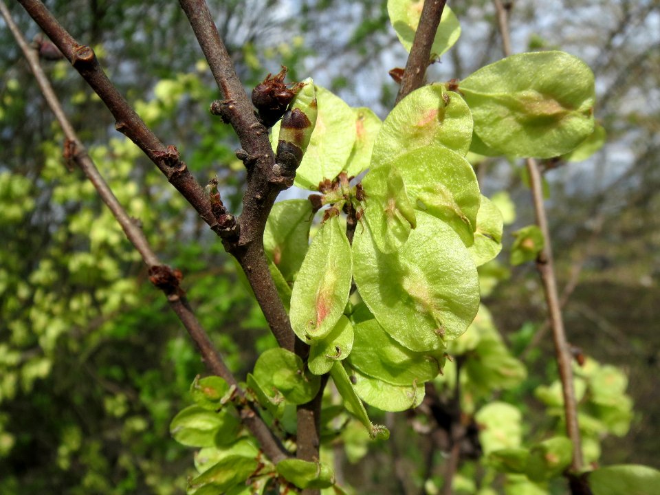20140323Ulmus_minor_Neulussheim07