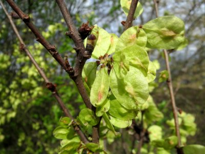 20140323Ulmus_minor_Neulussheim07