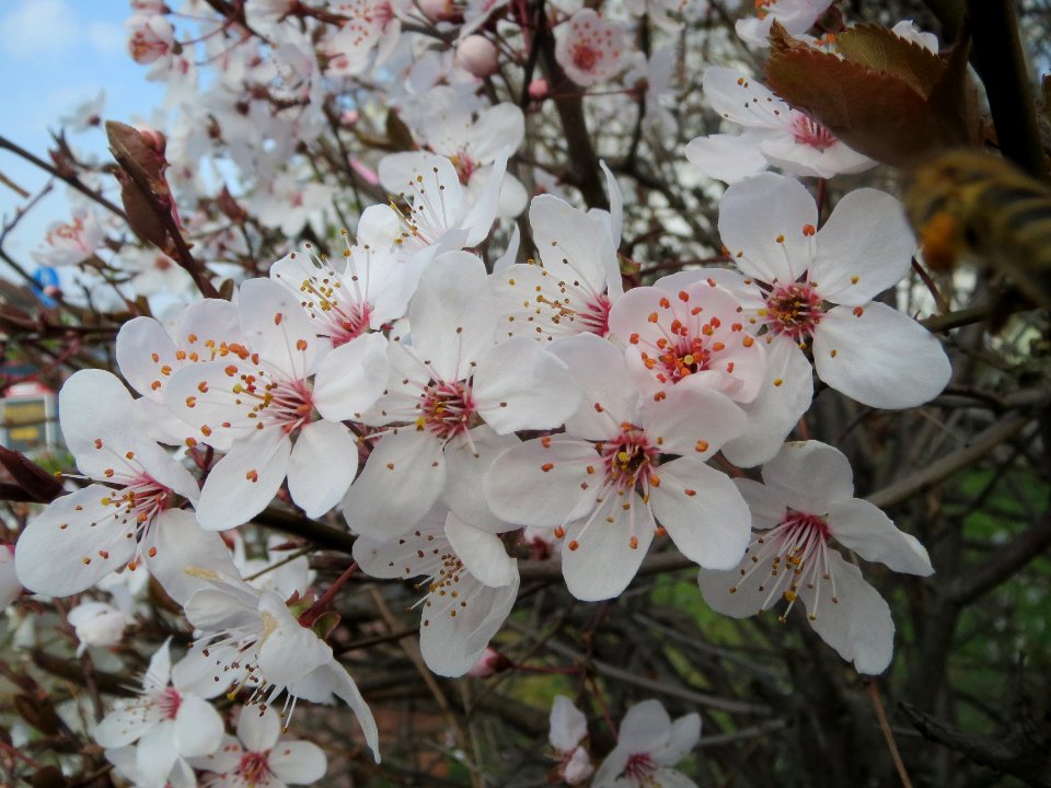 20140317Mirabelle_Hockenheim3